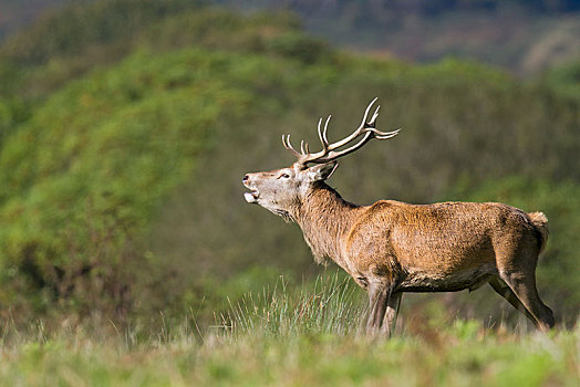 赤鹿,鹿属,鹿,雄性,站立,草丛,威尔士,英国,欧洲