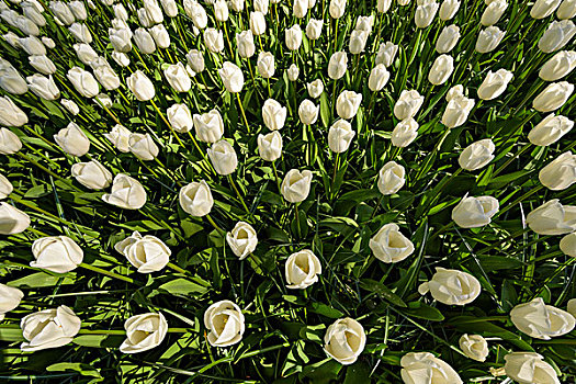 白色,郁金香,春天,库肯霍夫花园,荷兰南部,荷兰