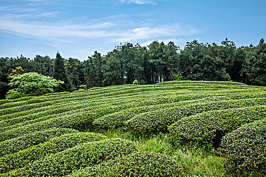 重庆巴南区二圣镇白象山茶场