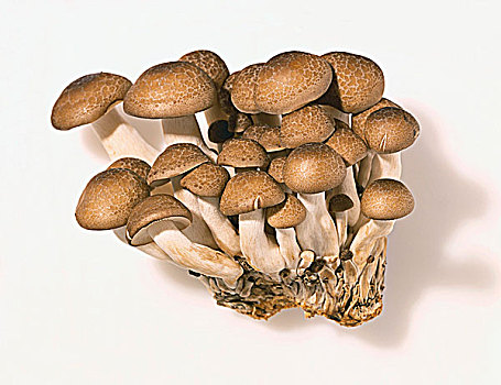 蘑菇,白色背景