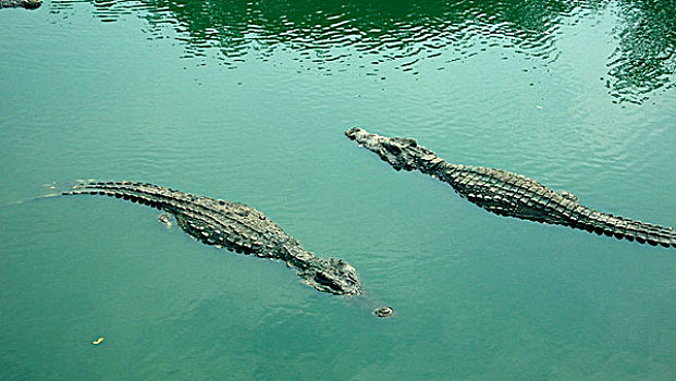鳄鱼,一对,泰国,一月,2007年