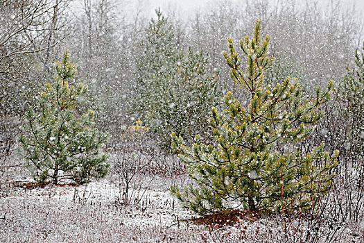 松树,暴风雪,老,草地,萨德伯里,安大略省,加拿大