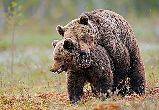 棕熊,湿地,芬兰