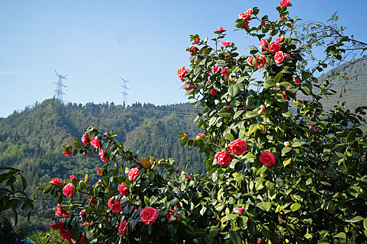 峨眉山高山茶花