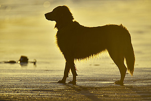 狗,看,海洋,长滩,环太平洋国家公园,自然保护区,温哥华岛,不列颠哥伦比亚省,加拿大