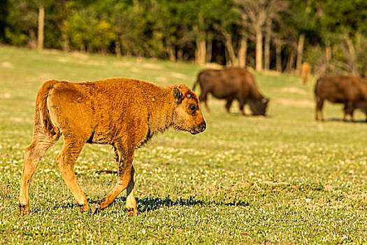 野牛,幼兽,西奥多罗斯福国家公园,北达科他,美国