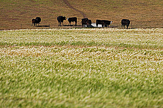 母牛,土地,加利福尼亚,美国