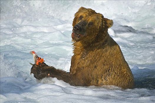 棕熊,抓住,三文鱼,布鲁克斯河,溪流,瀑布,卡特麦国家公园,阿拉斯加,美国,北美