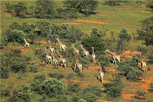 长颈鹿,牧群