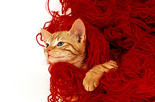 小猫,站立,红色,毛织品