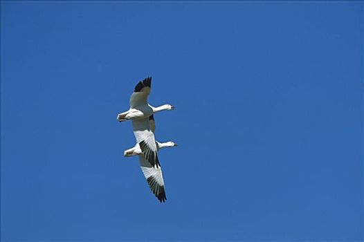 雪雁,一对,飞,迁徙,博斯克德尔阿帕奇,新墨西哥
