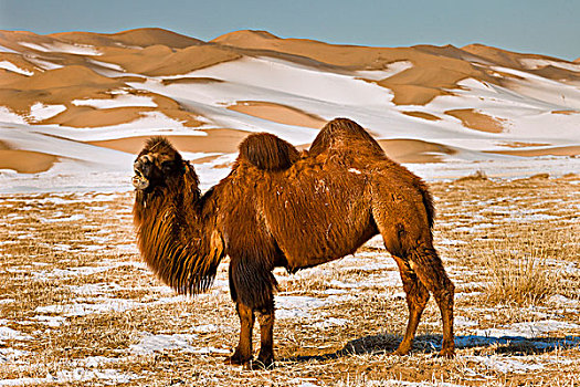 双峰骆驼,双峰驼,放牧,冬天,沙丘,戈壁沙漠,蒙古