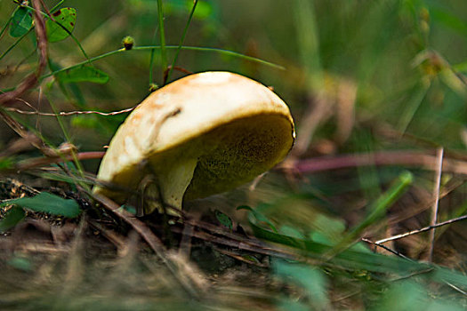 松树蘑菇