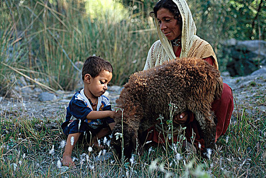 母亲,孩子,玩,绵羊,乡村,北方,区域,巴基斯坦,五月,2005年
