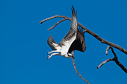鱼鹰,飞起,黄石国家公园,怀俄明