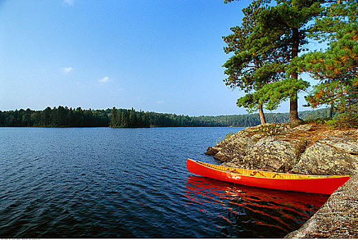 男人,独木舟,松树,湖,阿尔冈金公园,安大略省,加拿大