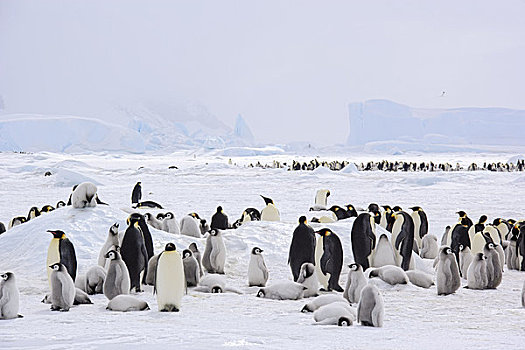 生物群,帝企鹅,雪,山,岛屿,南极
