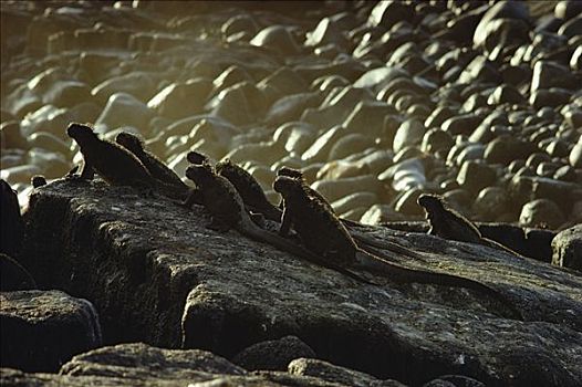 海鬣蜥,群,晒太阳,朝日,费尔南迪纳岛,加拉帕戈斯群岛,厄瓜多尔