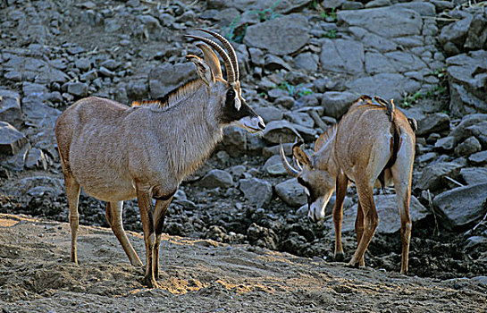 羚羊,克鲁格国家公园,南非,非洲
