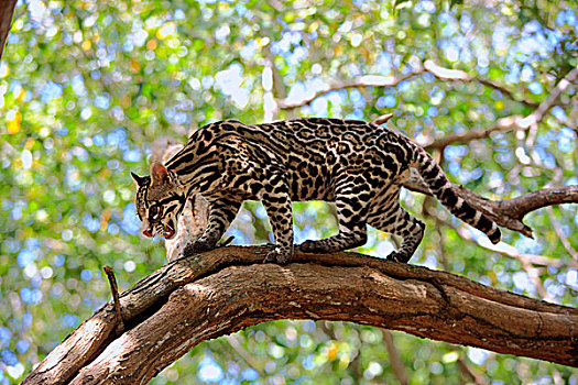 豹猫,成年,树,洪都拉斯,南美