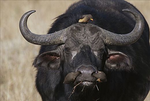 南非水牛,非洲水牛,雄性动物,红嘴牛椋鸟,昆虫,马赛马拉国家保护区,肯尼亚