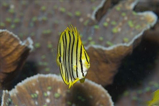 蝴蝶鱼,印度尼西亚