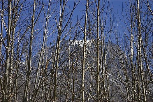秃树,正面,山,安娜普纳,喜马拉雅山,尼泊尔