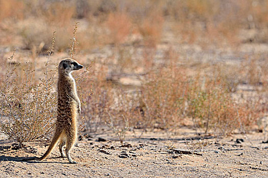 猫鼬,站立,专注,卡拉哈迪大羚羊国家公园,北开普,南非,非洲