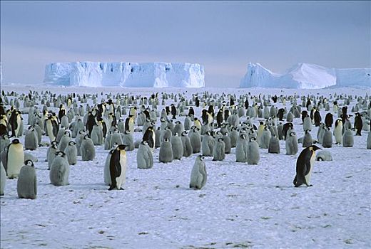帝企鹅,成年,幼禽,生物群,威德尔海,南极