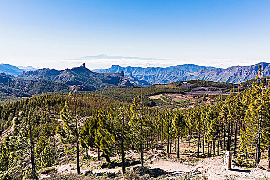 加纳利群岛,松树,山,远景,大卡纳利岛