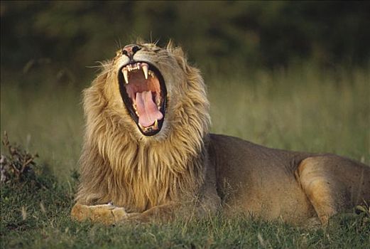 非洲狮,狮子,叫,肯尼亚