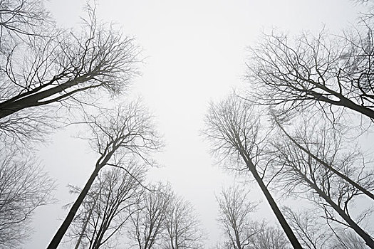 仰视,欧洲山毛榉,树林,早晨,雾气,奥登瓦尔德,黑森州,德国