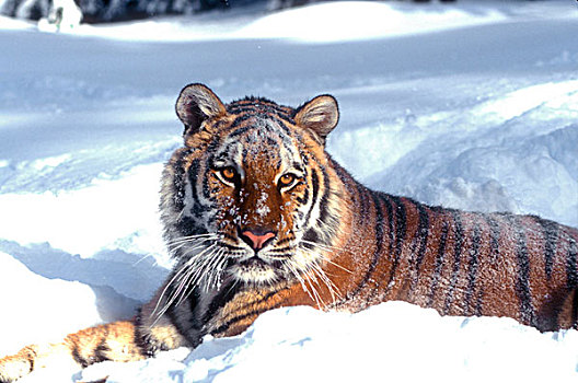 西伯利亚虎,休息,雪中