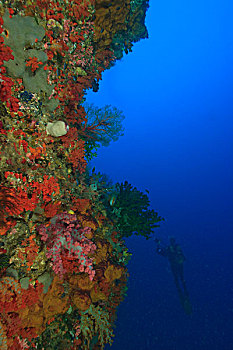 水下,摄影师,软珊瑚,海绵,被囊动物,四王群岛,区域,巴布亚岛,伊里安查亚省