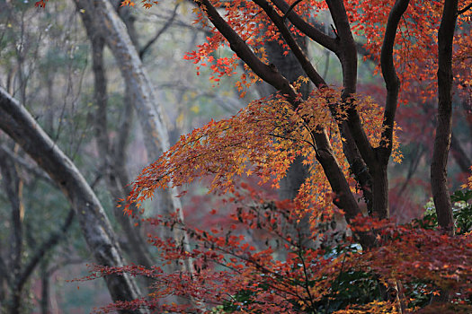 秋天的红枫树