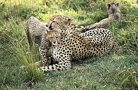 印度豹,猎豹,幼兽,马赛马拉,公园,肯尼亚