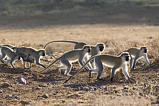 长尾黑颚猴,军队,莱瓦野生动物保护区,北方,肯尼亚