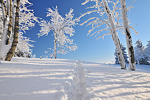 雪,遮盖,冬天,风景,脚印,图林根州,德国