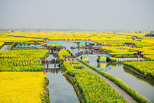 江苏兴化千垛油菜花