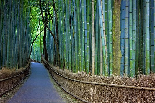 竹子,排列,道路,黄昏,京都,日本
