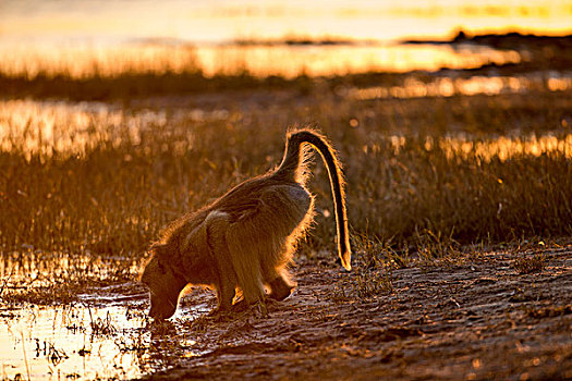 非洲,博茨瓦纳,乔贝国家公园,南非大狒狒,豚尾狒狒,饮用水,水池,早晨,太阳,乔贝,河