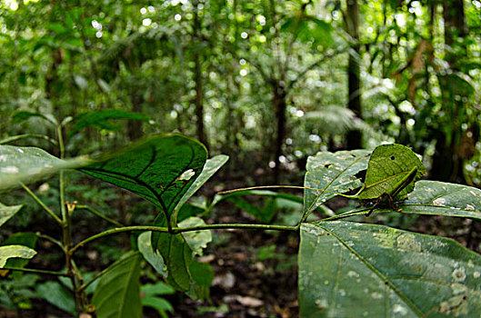 纺织娘,国家公园,亚马逊雨林,厄瓜多尔,南美