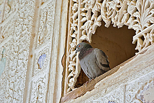 鸽子,栖息,琥珀堡,斋浦尔,印度