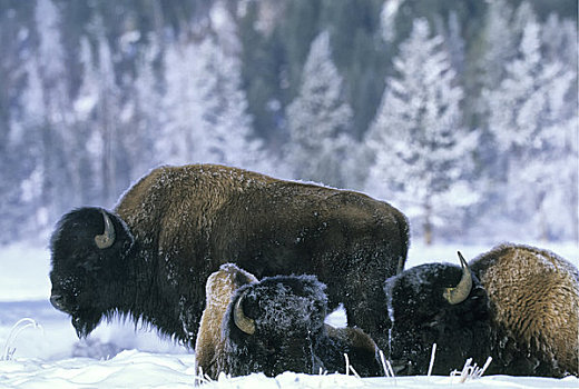 美国,怀俄明,黄石国家公园,野牛,雄性动物,冬景