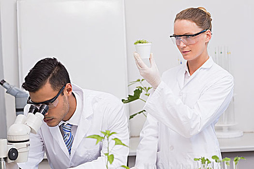 科学家,检查,植物