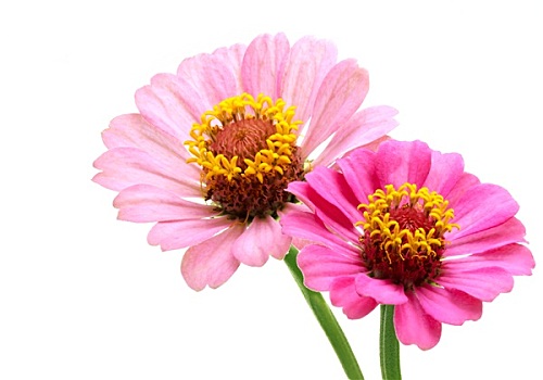 两个,粉色,百日草,花