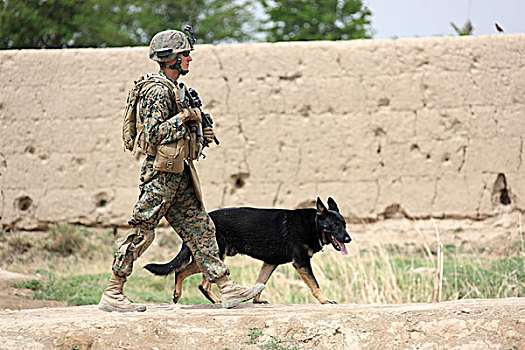狗,训练者,海军,军队,军事,役用犬,巡逻