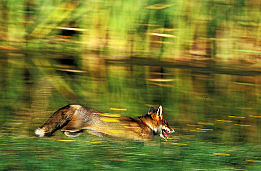 红狐,狐属,成年,流动,跑,诺曼底