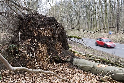 树,侧面,道路,损坏,风暴,黑森州,德国