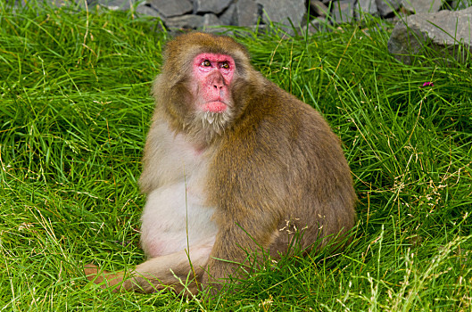 巢湖大猴子图片图片